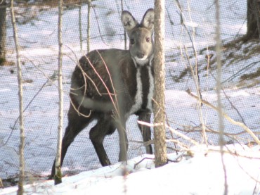 South Korea Names Critically Endangered Musk Deer ‘Endangered Species of the Month’