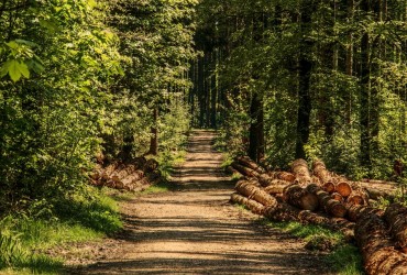 Korean Scientists Develop Aviation Fuel From Wood and Grass Biomass