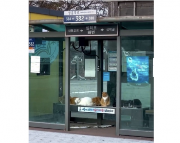 Seoul Braces for Conflict Over Stray Cat Care as Winter Approaches