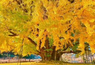 South Korea’s Oldest Ginkgo Tree Found to Be 1,317 Years Old