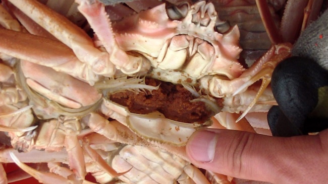 North Gyeongsang Province Intensifies Scrutiny of Snow Crab Trade Amid Import Concerns