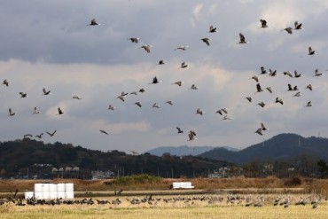 South Korea’s Wetlands Welcome Migratory Birds in Winter