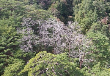 Climate Change Drives Decline of Korea’s Iconic Pine Forests