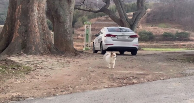 Beloved Dog Left Behind After Tragic Jeju Air Crash Rescued by Animal Welfare Group