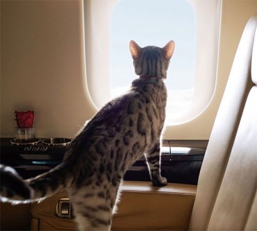 Traveling With Pets Takes Off: Pet Air Travel Doubles in Four Years