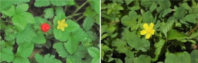 Duchesnea chrysantha, a wild strawberry species native to Korea (Image courtesy of the National Institute of Biological Resources)