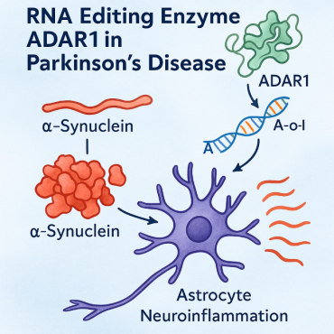 Scientists Discover RNA Enzyme That Could Transform Parkinson’s Treatment