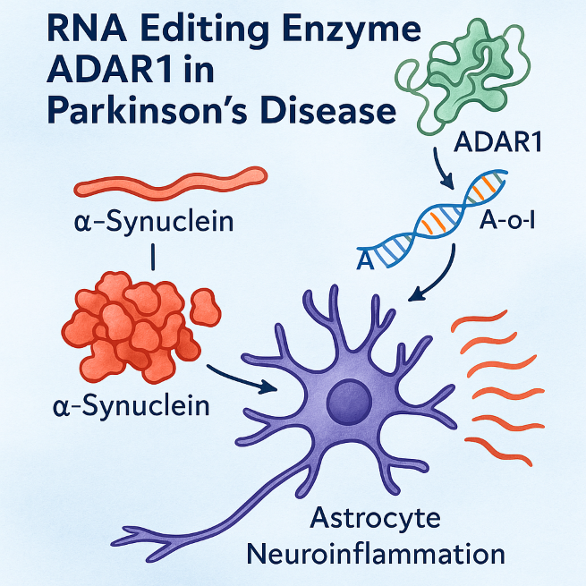 New Study Identifies RNA Editing Enzyme as Key Driver of Parkinson’s Disease (Image created by ChatGPT)