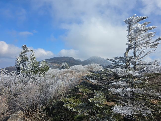 The hoarfrost blooming in Jirisan is a mesmerizing winter phenomenon. (Image provided by the Jirisan National Park Gyeongnam Office)