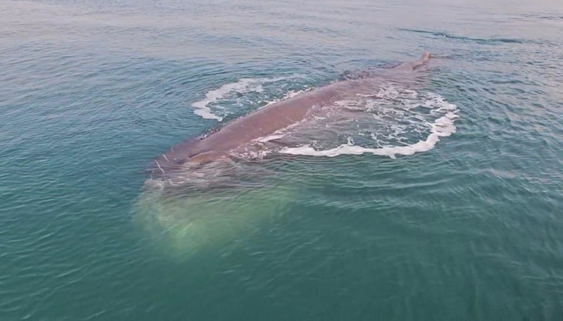 Endangered Sperm Whale Lingers in Gwangyang Bay, Raising Rescue Concerns Endangered Sperm Whale Lingers in Gwangyang Bay, Raising Rescue Concerns