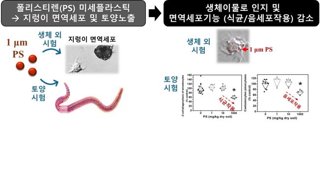 Exposure to microplastics in soil can impair the immune function of soil-dwelling organisms (Image provided by Professor Yoon-Joo Ahn)