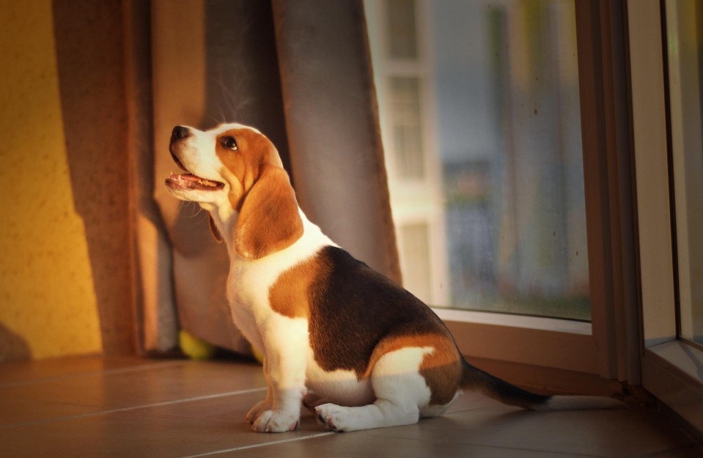 The beagle is a dog breed frequently used in laboratory experiments due to its gentle and compliant temperament and moderate size. However, the primary reason animals are used in testing is their genetic similarity to humans. While humans enjoy immense convenience and comfort as a result, they often turn a blind eye to the grim reality faced by animals that share those very similarities. (Image courtesy of Pixabay/CCL)