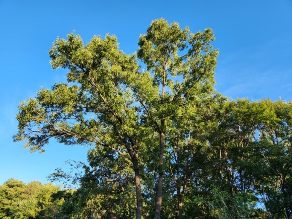 Acorn-Bearing Sawtooth Oak Leads in Greenhouse Gas Absorption, Emerges as Key Ally Against Climate Change
