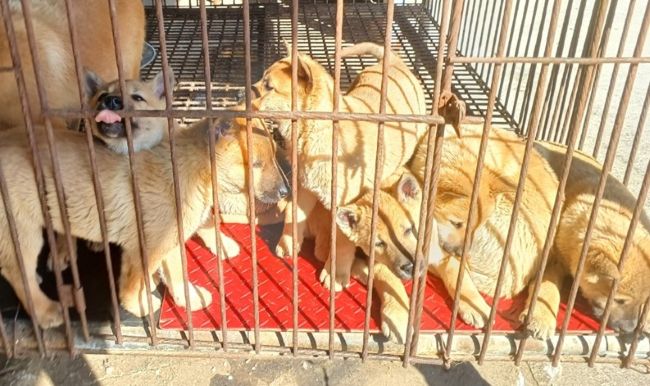 Several rescued Jindo mix dogs are huddled together inside a cramped metal cage. (Image courtesy of Cheongju City)