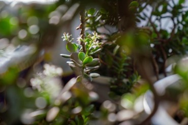 Seoul Expands Free ‘Plant Clinics’ to Help Citizens Care for Ailing Houseplants