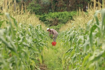 Jeju Kicks Off Harvest of Sweet Super Corn as Summer Treat Gains Popularity