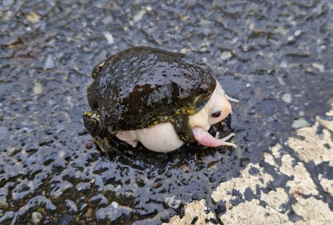Rare Albino Narrow-Mouthed Toad Discovered in South Korea, Raising Alarms Over Climate Threats to Biodiversity