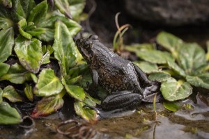 Molo Frog (Amietia wittei)
