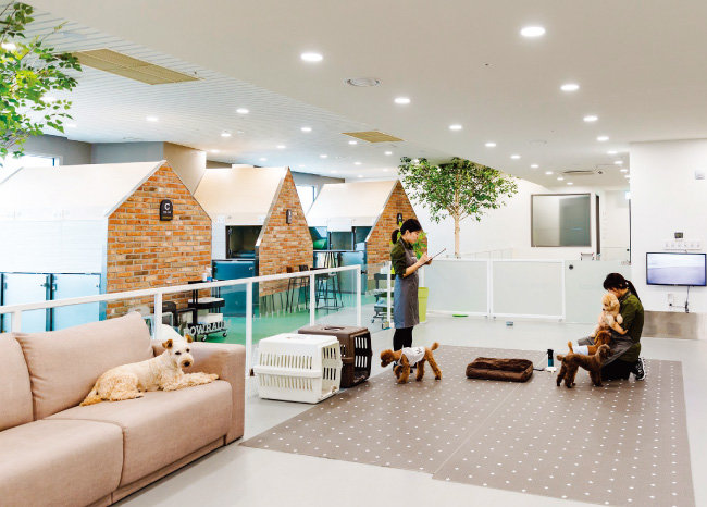 Pet kindergartens in South Korea are becoming increasingly upscale. One such example is Bauraum, a luxury pet care center recently featured on a popular YouTube channel. Spanning 1,322 square meters, the facility houses a hotel, kindergarten, animal hospital, and grooming salon. Its premium kindergarten—uniquely integrated with a veterinary clinic—is the only one of its kind in the country. It employs 13 trainers, 4 pet stylists, and 2 resident veterinarians who oversee the health and well-being of the dogs. (Image courtesy of Bowraum)