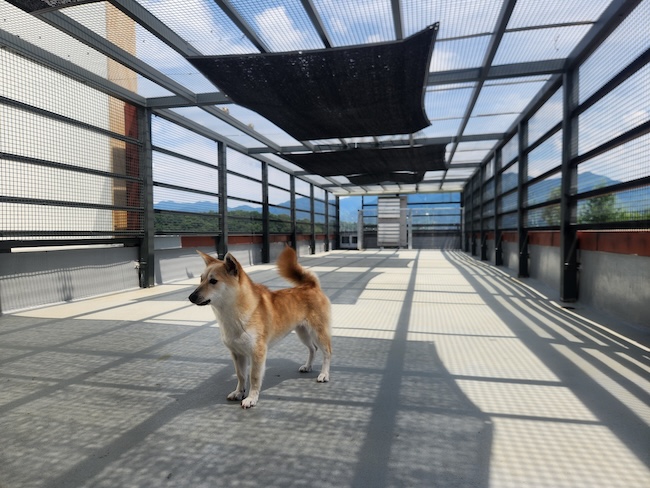 Shelter Dogs Find Relief as Heatwave Prompts Cooling Upgrades in Gyeonggi Province