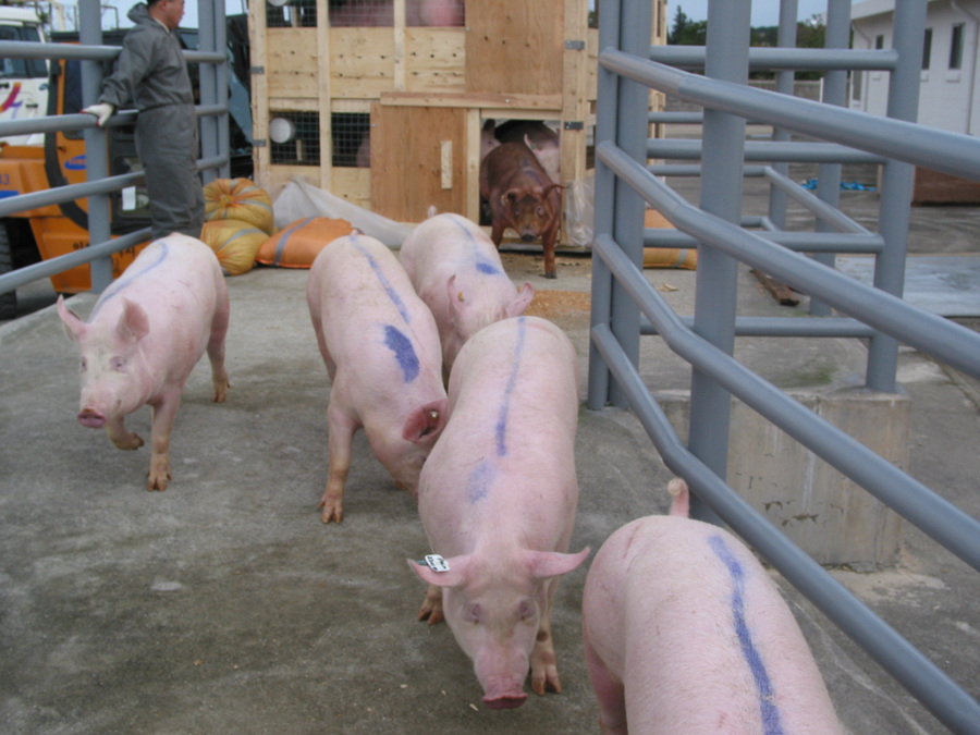Pigs at a pig farm in Jeju Island (Image courtesy of Yonhap)