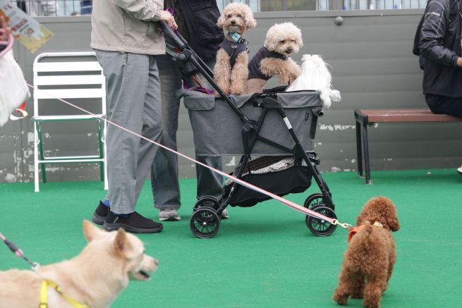 Pet Kindergartens Go Selective as Safety and Socialization Take Priority (Yonhap)