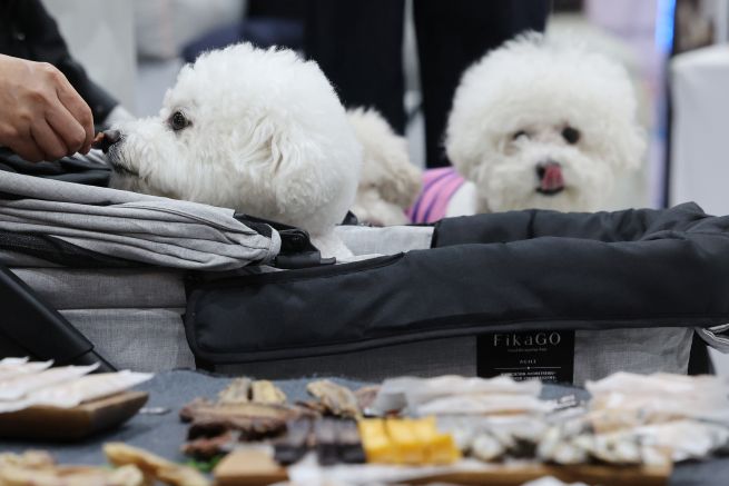 Pet Parenting Goes Next Level as Dog Kindergartens Mimic Human Schools (Yonhap)