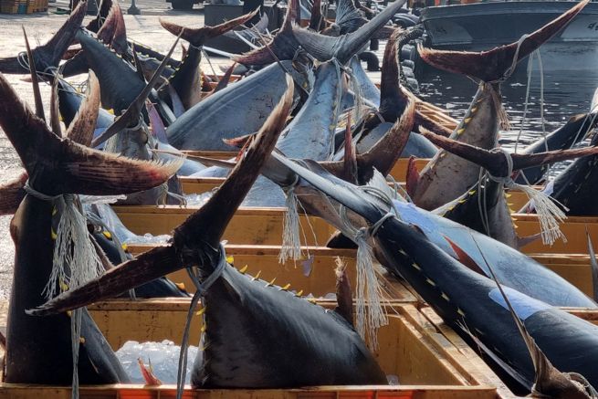 Gyeongbuk to Build Rapid Freezing Facilities to Preserve East Coast Bluefin Tuna