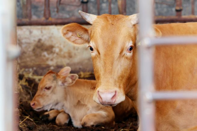 Heavy Rains Kill 1.78 Million Farm Animals and Damage Crops Across South Korea