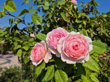 Everland’s ‘Pink Pastry’ Rose Wins Double Honors at Prestigious Japanese Rose Competition