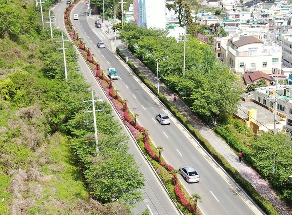 Study Finds Single Urban Tree Can Absorb 27 Kilograms of Carbon Annually