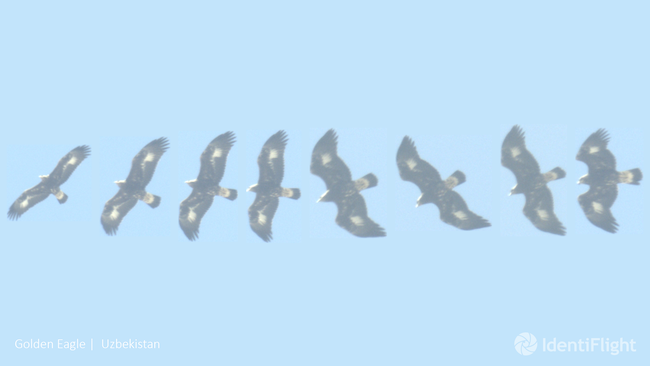 Saving Birds in Wind Farms With AI: Boulder Imaging and Oikon Launch IdentiFlight in Croatia