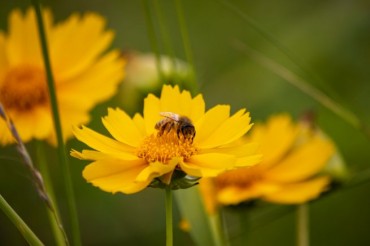 Climate Change Decimates Honeybee Colonies in Jeju, Prompting Emergency Measures