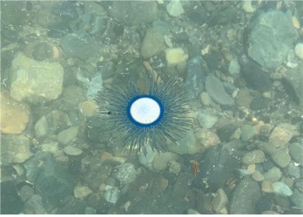Subtropical Jellyfish Spreads Across South Korean Coasts, Prompting Health Warnings