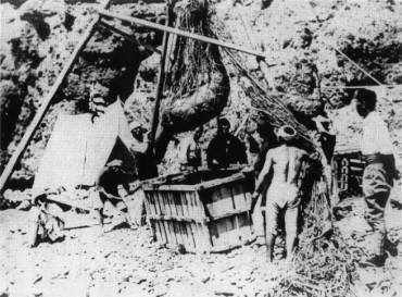 Korean Scientists Reclaim Name of Extinct Species With “Dokdo Sea Lion” Genome Study