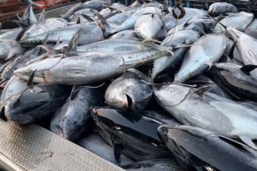 Warming Seas Bring Bluefin Boom to Korea, Government Seeks to Turn Fish Into Profit