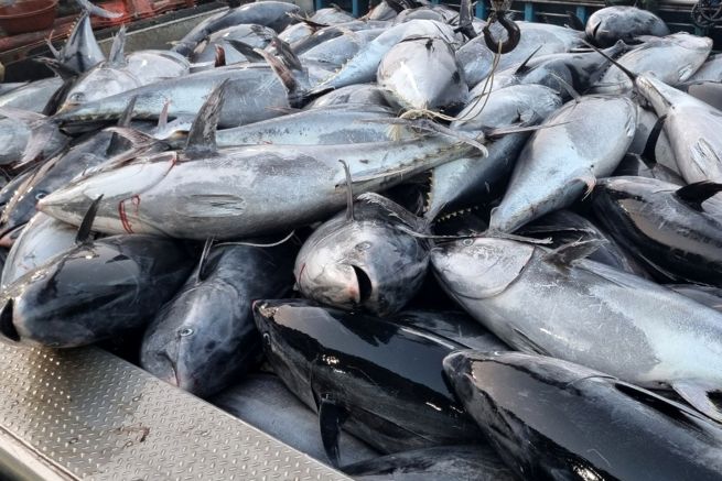Warming Seas Bring Bluefin Boom to Korea, Government Seeks to Turn Fish Into Profit Warming Seas Bring Bluefin Boom to Korea, Government Seeks to Turn Fish Into Profit