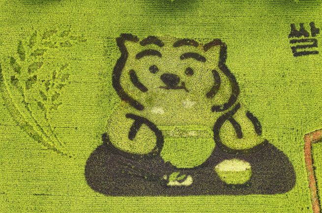 Eighty-Eight Hands and a Grain of Rice: A Nation Reflects on Its Most Cherished Crop