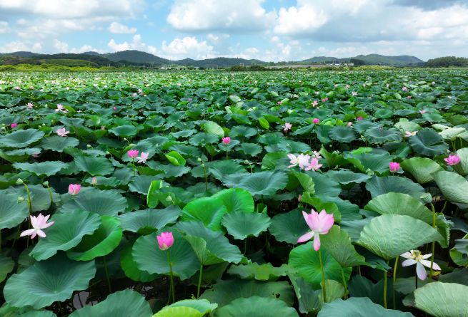 From Mud to Purity: The Enduring Symbolism of the Lotus in Korean Tradition
