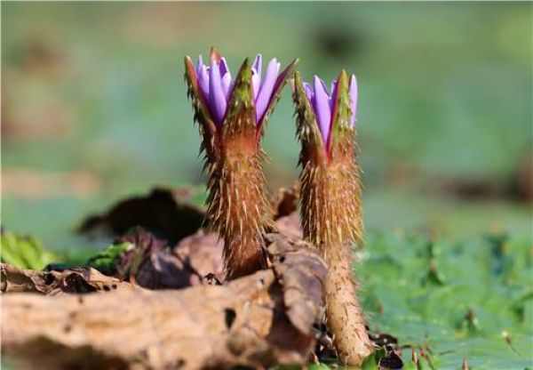 Endangered Flower Blooms in Record Numbers Amid Heat and Drought in Gangneung
