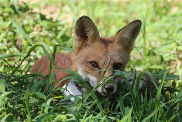 (Image courtesy of Korea National Park Service (KNPS))