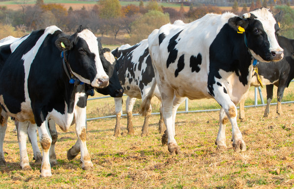 Fully Automated Dairy Farm with Robots and AI to Be Established in Jeollabuk-do Fully Automated Dairy Farm with Robots and AI to Be Established in Jeollabuk-do