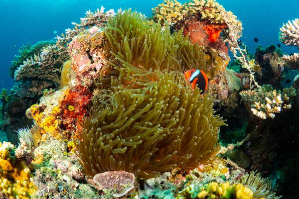 The Philippines Protects One of the Planet’s Most Biodiverse Marine Regions