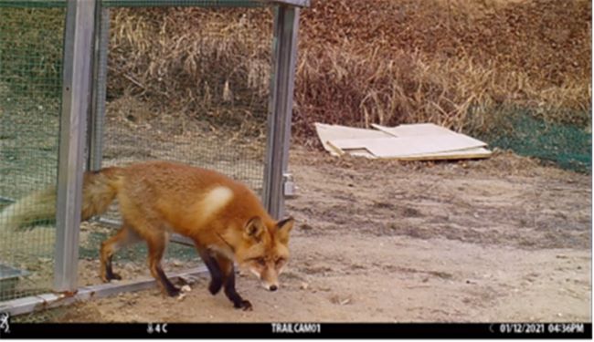 South Korea is set to release 30 red foxes into the Sobaeksan Mountains this year. (Image courtesy of Korea National Park Service (KNPS))