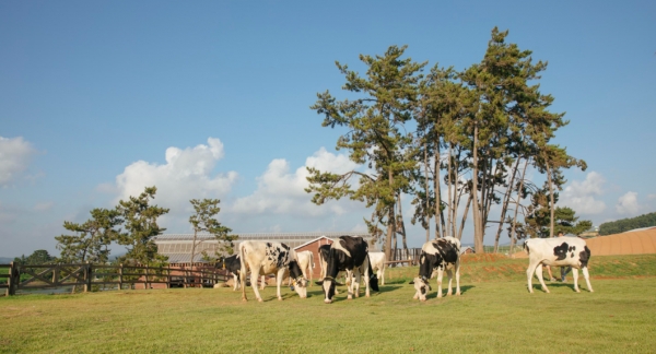 Jeju Expands Carbon-Free Agriculture With Launch of RE100 Milk