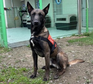 Daechan, a rescue dog, stands in a dignified pose. (Photo provided by Gyeonggi Northern 119 Special Response Unit)
