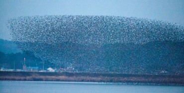 Gunsan Invites Farmers to Join Program Supporting Winter Migratory Birds
