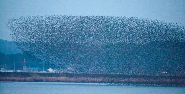 Gunsan Invites Farmers to Join Program Supporting Winter Migratory Birds Gunsan Invites Farmers to Join Program Supporting Winter Migratory Birds