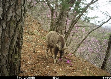 Fox Predation Footage Highlights Recovery of South Korea’s National Park Ecosystem Fox Predation Footage Highlights Recovery of South Korea’s National Park Ecosystem