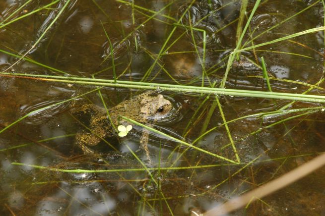 Balancing Homes and Habitats: South Korea’s Unlikely Standoff With the Mongkoi